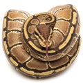 A beautiful ball python coiled up in a heart shape on a white background Royalty Free Stock Photo