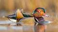 Graceful Mandarin Duck Swimming with Its Reflection on Water Royalty Free Stock Photo