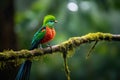 Resplendent Quetzal in its natural habitat, Costa Rica