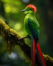 Resplendent Quetzal in its natural habitat, Costa Rica