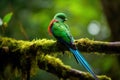 Resplendent Quetzal in its natural habitat, Costa Rica