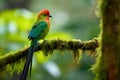 Resplendent Quetzal in its natural habitat, Costa Rica