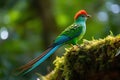 Resplendent Quetzal in its natural habitat, Costa Rica