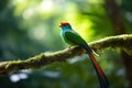 Resplendent Quetzal in its natural habitat, Costa Rica