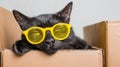 The image features a black cat donning yellow sunglasses, resting on a stack of vibrant orange boxes, all on a clean Royalty Free Stock Photo