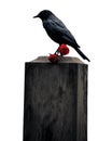 a black crow, raven on a tombstone. Blood red roses on a grave stone. Day of the Dead, DÃ­a de Muertos. Transparent background. Royalty Free Stock Photo