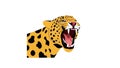 Stylized vector illustration of a roaring leopard with mouth wide open showing sharp teeth and detailed black spots on golden fur Royalty Free Stock Photo
