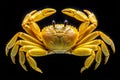 Frontal view of a yellow crab with raised claws and detailed legs on a black background crustacean Royalty Free Stock Photo