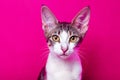 Cute House Cat on a Pink background - AI-Generated Artwork Royalty Free Stock Photo