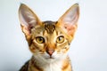 Cute House Cat Big Ear - AI-Generated Artwork Royalty Free Stock Photo