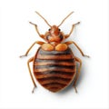 close up common bed bug pest Royalty Free Stock Photo