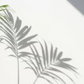 Palm leaf shadow, isolated on transparent background Royalty Free Stock Photo