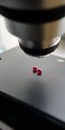 Microscope Focused on Red Particles Royalty Free Stock Photo