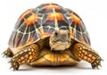 Close-up of a radiated tortoise Royalty Free Stock Photo