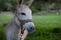 A closeup of a donkey