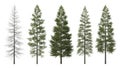 Pine Trees Isolated on White Background Illustration of Evergreen Forest Royalty Free Stock Photo