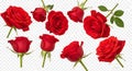 Stunning red rose blooms and buds collage Royalty Free Stock Photo