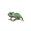 Green chameleon illustration isolated on white background Royalty Free Stock Photo
