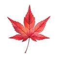 Red maple leaf isolated on white background Royalty Free Stock Photo