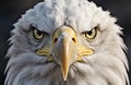 A close-up of a majestic bald eagle\'s face highlighting its intense eyes and Royalty Free Stock Photo