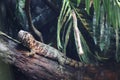 Chinese Crocodile Lizard (Shinisaurus crocodilurus) on a Tree Branch Royalty Free Stock Photo