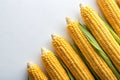 Diagonal arrangement of fresh yellow corn on the cob with green husks on a white background Royalty Free Stock Photo