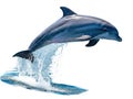 Dolphin leaping out of water isolated on white background Royalty Free Stock Photo