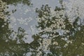 Floating clusters of pond algae with reflected tree branches creating natural abstract texture on calm green water surface Royalty Free Stock Photo