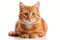 A fluffy orange tabby cat with golden eyes lies down on a white surface, looking forward Royalty Free Stock Photo