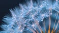 Glistening Dandelion Seeds: A Symbol of Renewal and Hope, Captured with Dew Drops in a Stunning Macro Shot Royalty Free Stock Photo