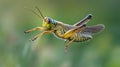 A vibrant grasshopper captured mid-flight. This stunning image showcases the intricate details and vivid colors of this Royalty Free Stock Photo