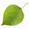 Realistic Green Leaf Illustration with Detailed Texture for Nature and Eco-Friendly Designs Royalty Free Stock Photo