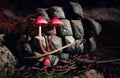 Forest Gems. Three vibrant red-capped mushrooms Royalty Free Stock Photo