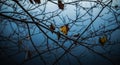 Bare Tree Branches with a Few Remaining Autumn Leaves Against a Moody Blue Sky fall Royalty Free Stock Photo