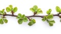 Isolated Common Hazel Bush on White Background Royalty Free Stock Photo