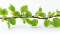 Isolated Common Hazel Bush on White Background Royalty Free Stock Photo