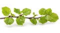 Isolated Common Hazel Bush on White Background Royalty Free Stock Photo