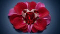 Red Heart-Shaped Gemstone in Rose Royalty Free Stock Photo