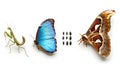 Insect Variety Displayed on White Backdrop with Mantis, Butterfly, Moth and Beetles Royalty Free Stock Photo