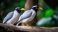 Couple of Bali Mynah Birds on a Tree Branch Royalty Free Stock Photo