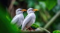 Couple of Bali Mynah Birds on a Tree Branch Royalty Free Stock Photo