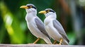 Couple of Bali Mynah Birds on a Tree Branch Royalty Free Stock Photo