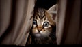 A playful tabby kitten peeking out from behind a curtain., Generative AI, illustration