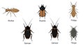 Illustration featuring assorted types of insects on a white background Royalty Free Stock Photo