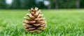 A single pine cone rests on a bed of green grass. Royalty Free Stock Photo