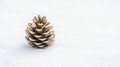 A single pine cone in the snow. Royalty Free Stock Photo