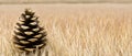 A single pine cone in a field of tall, dry grass. Royalty Free Stock Photo