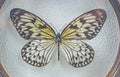 Image features a spread butterfly with intricate wing patterns, possibly for camouflage or signaling Background suggests Royalty Free Stock Photo
