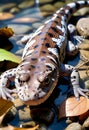 The image features a striking amphibian resting on smooth pebbles in a shallow pool of water.