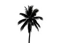 Silhouette of a single palm tree Royalty Free Stock Photo